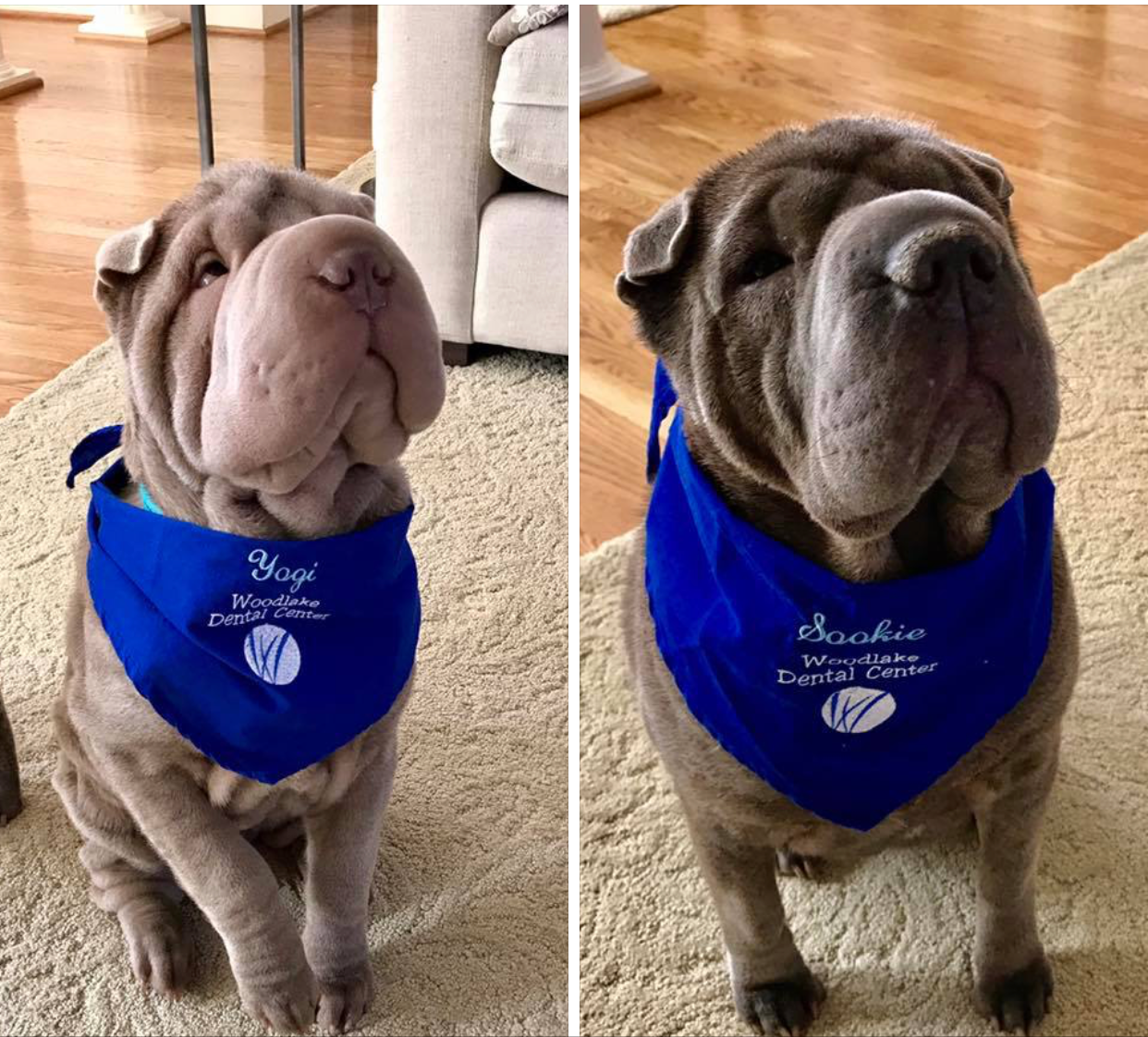 Two wrinkly Shar Pei dogs sit indoors on a carpet, each wearing a blue bandana with “Woodside Dental Center” written on it. The left bandana says “Yogi,” and the right says “Sookie.”.